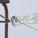 Арматурни клещи усилени, Ø2,0mm, 300mm, 99 14 300 SB, KNIPEX